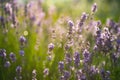 Illuminated purple lavender flowers in bloom with raindrops Royalty Free Stock Photo