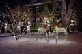 Reindeer shapes as Christmas decorations in front yard of house