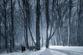 Illuminated snowy pathway in a park on a cold winter night