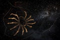 Illuminated Spider on Celestial Web, Night Sky Royalty Free Stock Photo