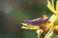 A grasshopper sits on a flowering plant. Royalty Free Stock Photo
