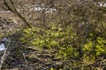 illuminated by sunlight green moss in winter