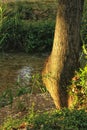 Illuminated tree trunk by the river Royalty Free Stock Photo