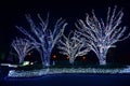Illuminated trees in Nabana no Sata in Japan