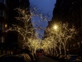 Illuminated trees on tree lined street at dusk