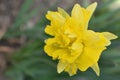 Yellow daffodil on a blurry background.