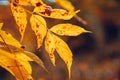 Illuminated yellow autumn leaves on a tree