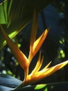 Illuminated Yellow Bird of Paradise Tropical Flower Royalty Free Stock Photo