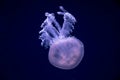 Illuminating transparent isolated jellyfish swimming in dark wat