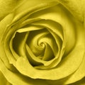 Illuminating Yellow rose flower head close up. Yellow rose close up Royalty Free Stock Photo