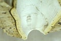 Illusion of pretty face in inner side of negative silicone mould, Pietrasanta , Carrara, Italy Royalty Free Stock Photo