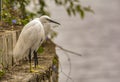 Illusion : Two Little egrets merged as one Royalty Free Stock Photo
