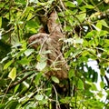 Baby Sloth, Costa Rica, Central America