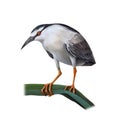 Illustartion of Night Heron bird