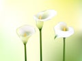 Illustraition of white lily Royalty Free Stock Photo