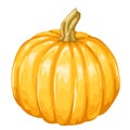 Illustrastion of autumn ripe pumpkin. Royalty Free Stock Photo