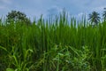 Illustrastion photograph of green rice field