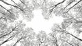Illustrate a mesmerizing highangle view of a lush forest canopy in delicate line work highlighting the towering trees dancing