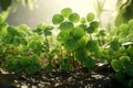 Illustrate the seasonal changes of clover