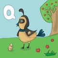 Illustrated alphabet letter Q and Quail. ABC book image vector cartoon. Quail on the grass and its egg. Children illustrated