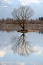 Tree reflexion in water Royalty Free Stock Photo