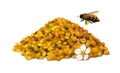 Illustrated bee pollen grains with flower and flying honeybee isolated on white