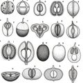 Illustrated botanical study of various fruit and seed cross-sections. Each diagram Royalty Free Stock Photo