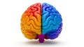 Illustrated brain hemispheres Royalty Free Stock Photo