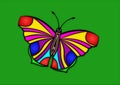 Illustrated colorful butterfly