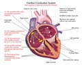 Illustrated Diagram Of Cardiac Conduction System Royalty Free Stock Photo