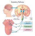 Illustrated Diagram Of Gustatory Pathway Royalty Free Stock Photo