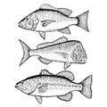 Illustrated Fish