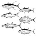 Illustrated Fish