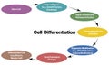 Illustrated Flowchart of Cellular Differentiation with White Background, for Educational and Research Applications. Royalty Free Stock Photo