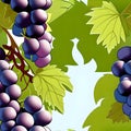 Illustrated Grape Tile
