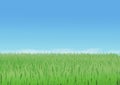 Illustrated grass with a cloudless blue sky above.