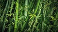 illustrated green bamboo background