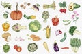 Illustrated hand drawn vegetable collection