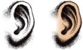 Illustrated Human Ear