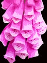 Illustration of the Foxglove flower