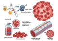 Illustrated infographic depicting blood formation and Royalty Free Stock Photo