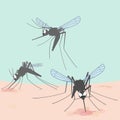 Illustrated mosquitoes bite through skin and suck human blood