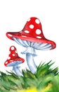 Illustrated mushrooms