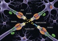 Illustrated neural synapse with labeled components: Royalty Free Stock Photo
