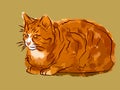 Illustrated Orange Cat 