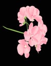 Illustrated pink flower