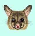 Illustrated portrait of Common brushtail possum Royalty Free Stock Photo