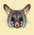 Illustrated portrait of Common brushtail possum