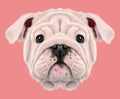 Illustrated portrait of English Bulldog puppy