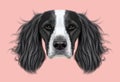 Illustrated Portrait of English Springer Spaniel dog